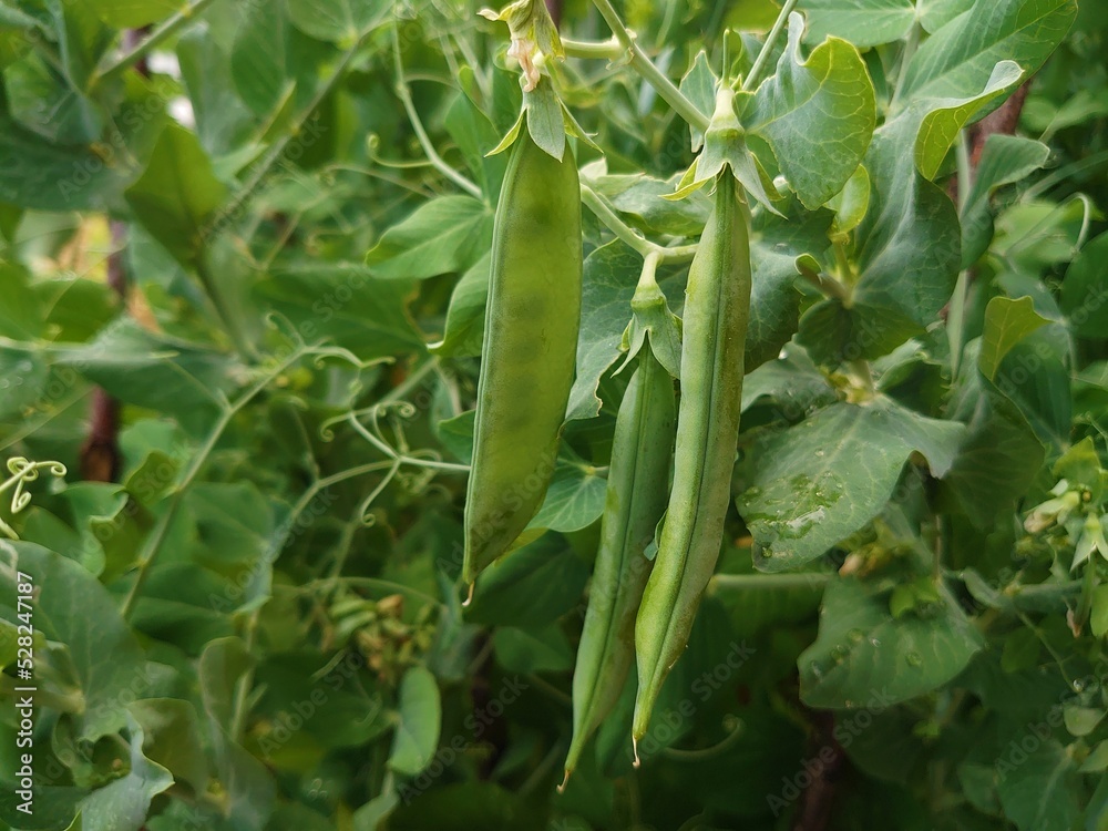 Sweet peas leaves and green edible pea pods. Organic vegan and vegetarian food farming and harvesting. Sweet peas leaves and green edible pea pods. Organic vegan and vegetarian food farming and harvesting.
