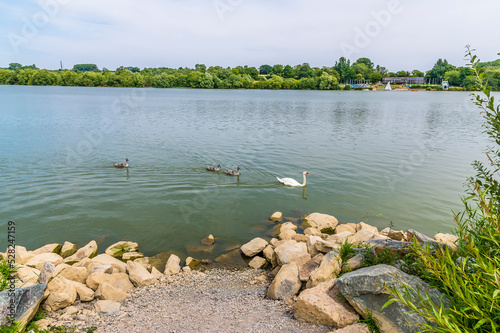 A view of the swans on Boddington Reservoir, Northampton, UK in summertime