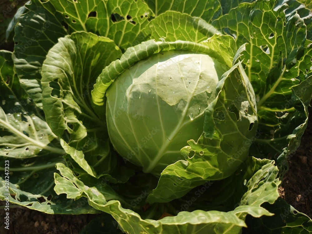 Fototapeta premium Head of cabbage on the field. August vegetable harvest in the garden.