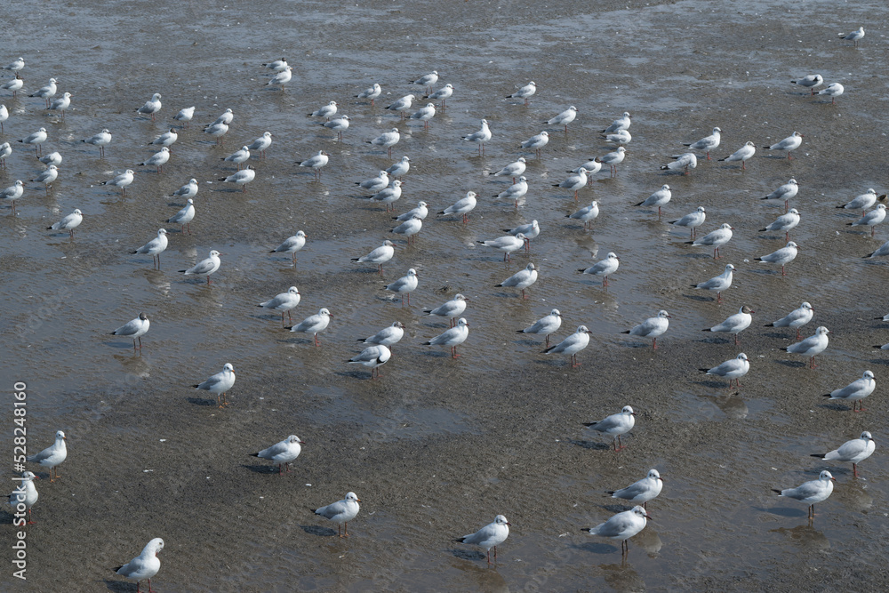 Flock of Gulls or seagulls standing on the beach facing the same direction. Flock of Gulls or seagulls standing on the beach facing the same direction.