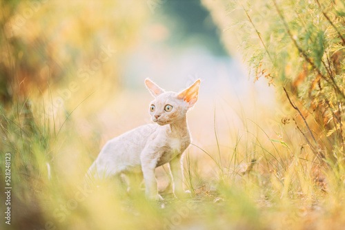 Funny Curious Afraid Young Red Ginger Devon Rex Kitten Staying In Green Grass. Short-haired Cat Of English Breed. Summertime © Grigory Bruev