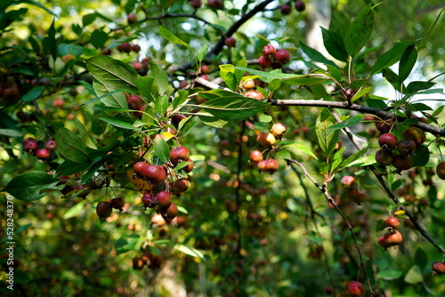 Wild apple tree with green leaves and red fruits ripening on branches in the sunlight