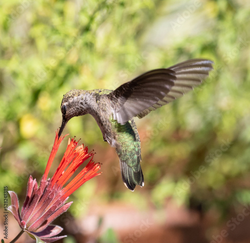 Obraz na płótnie hummingbirds w salonie
