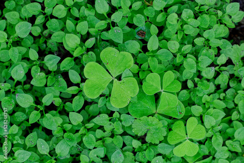 Clover on green leaves background