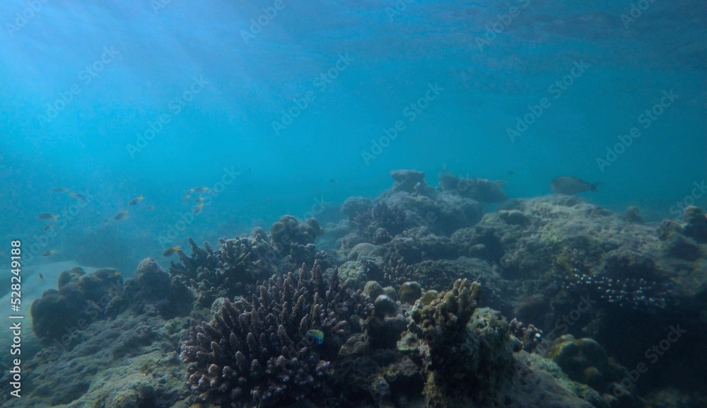 Fishing net and tool discarded by fishermen causing widespread damage to coral reef in Thailand.