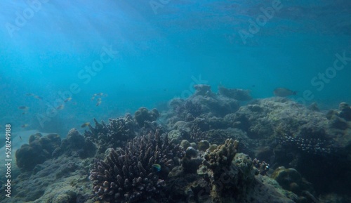 Fishing net and tool discarded by fishermen causing widespread damage to coral reef in Thailand.