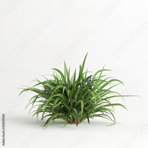 3d illustration of set dianella tasmanica bush isolated on white background photo