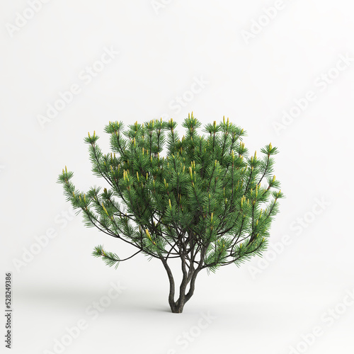 3d illustration of pinus mugo tree isolated on white background photo