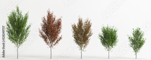 3d illustration of set acer x freemanii tree isolated on white background
