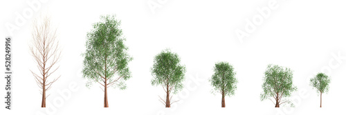 3d illustration of set metasequoia glyptostroboides tree isolated on white background photo