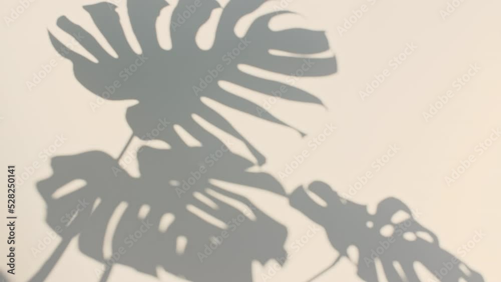 Light and shadows from tropical palm leaves monsters and branches, foliage. Sun and shadows. Gray shadow of the leaves on a wall. Space for text. Product presentation, mockup for advertising. 4k Light and shadows from tropical palm leaves monsters and branches, foliage. Sun and shadows. Gray shadow of the leaves on a wall. Space for text. Product presentation, mockup for advertising. 4k