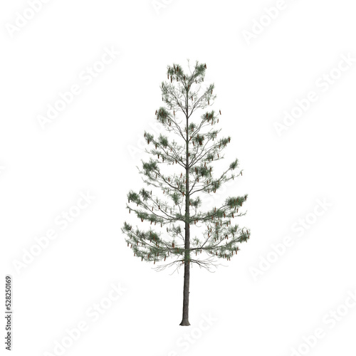 3d illustration of pinus strobus tree isolated on white background