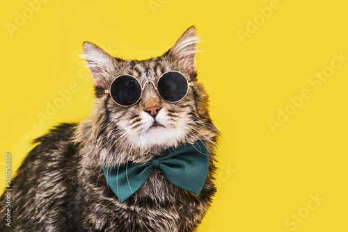 Closeup view of amazing domestic pet in black round fashion sunglasses on yellow wall.