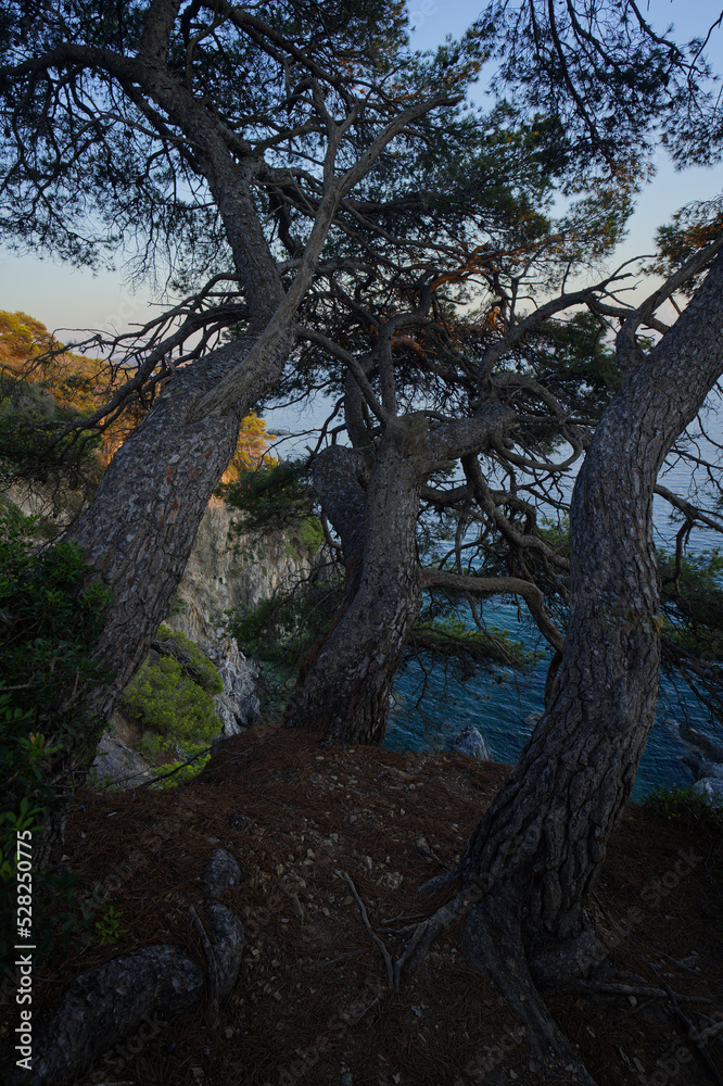 Mediterranean Pine Tree on the Coast of Hyeres and Presqu'iles de Giens at sunset, France