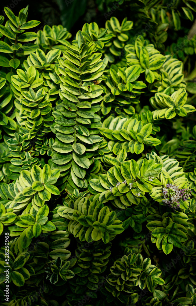 Background photo of hebe shrubs leaves before flowering