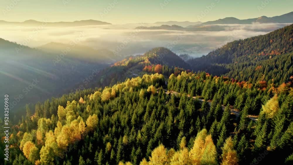 Autumn mountains with yellow and red trees. Aerial shot of golden autumn time. Flying over autumn forested hills with morning fog