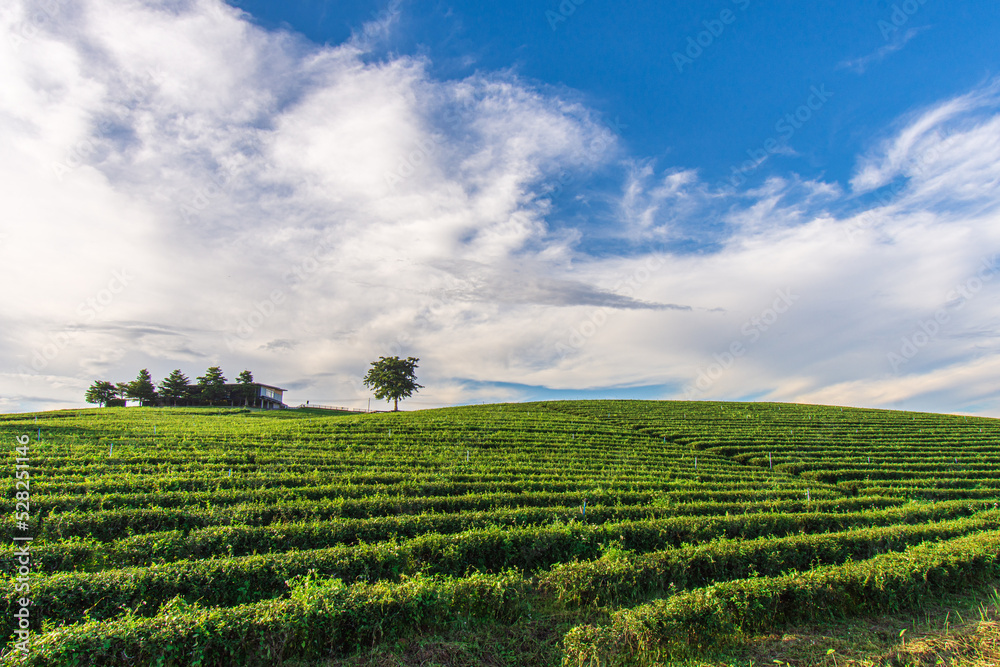 Beautiful scenery of Choui Fong Tea Plantation at Mae Chan, a tourist attraction in Chiang Rai in Thailand..