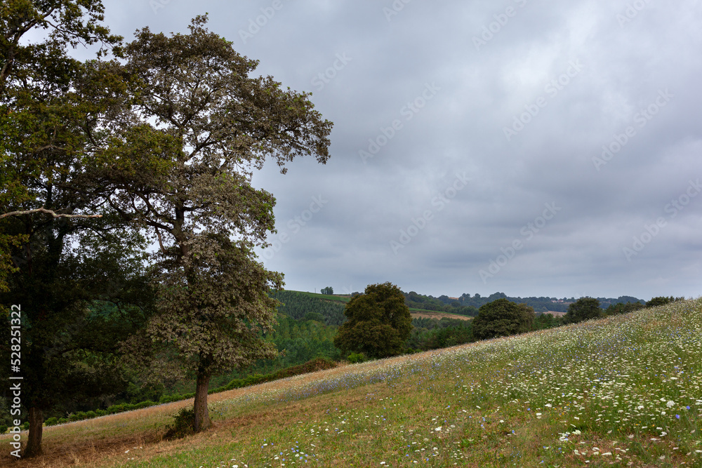 View of the field along the Chemin du Puy, French route of the way of St James