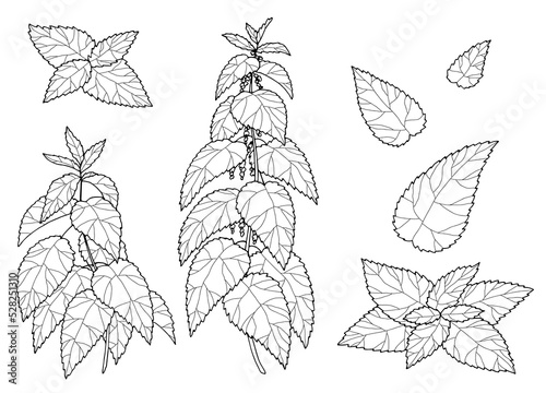 Nettle plant graphic black white isolated sketch illustration vector 