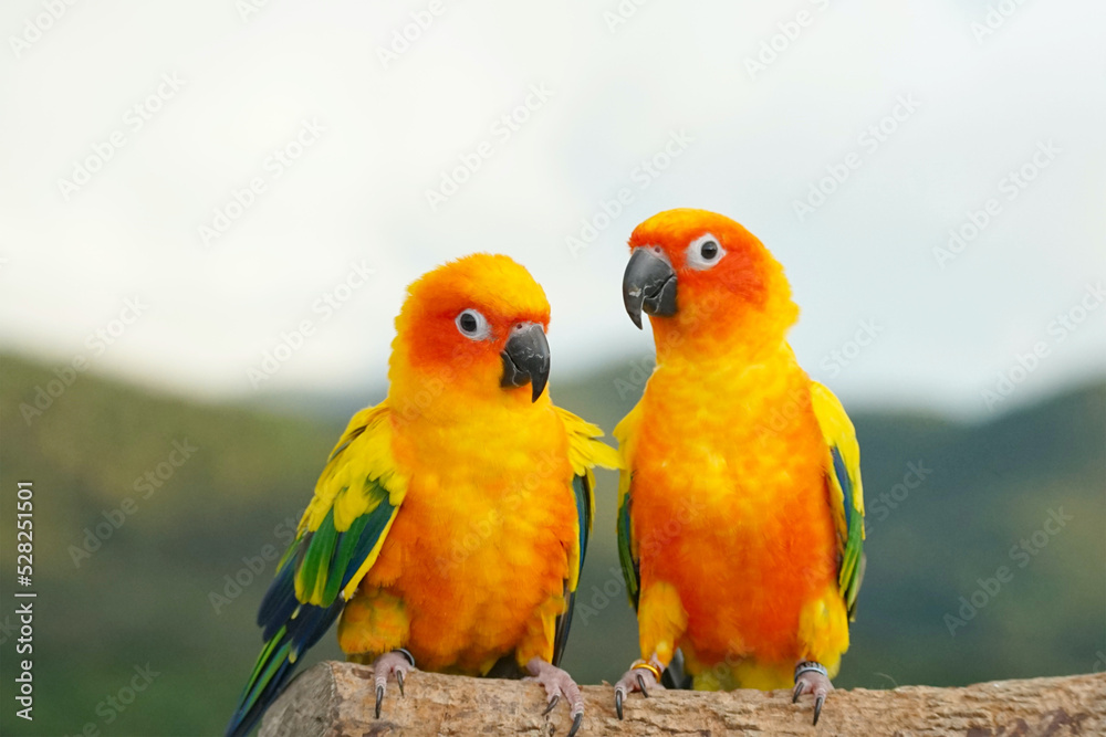 2 Sun conure or bird couple Beautiful, parrot looking at the camera, has yellow on blur green background (Aratinga solstitialis) exotic pet adorable, native to amazon