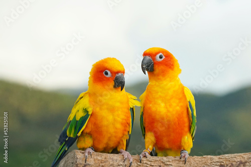 2 Sun conure or bird couple Beautiful, parrot looking at the camera, has yellow on blur green background (Aratinga solstitialis) exotic pet adorable, native to amazon © Jidapa