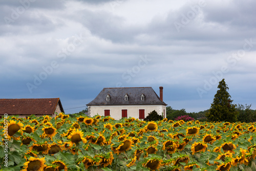 Farmhouse in the Sunflower field at the cloudy sky along the Chemin du Puy, French route of the Way of St James