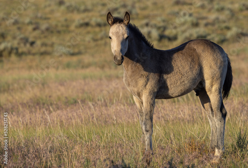 Cute Wild Horse Foal in Summer in the Wyoming Desert