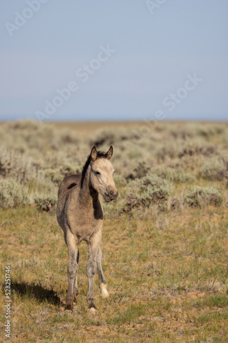 Cute Wild Horse Foal in Summer in the Wyoming Desert © natureguy