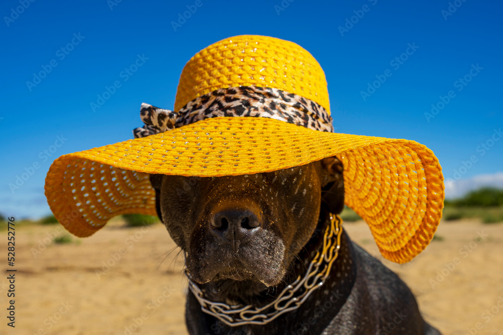 Obraz na płótnie Czarny duży pies w żółtym kapeluszu na plaży.  w salonie