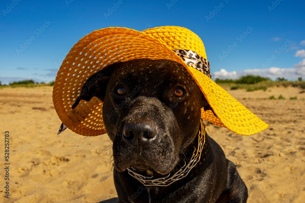 Obraz na płótnie Czarny duży pies w żółtym kapeluszu na plaży.  w salonie