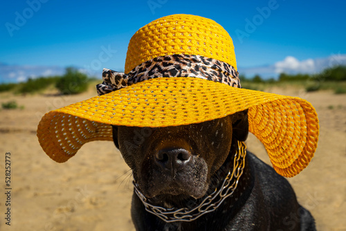 Czarny duży pies w żółtym kapeluszu na plaży. 