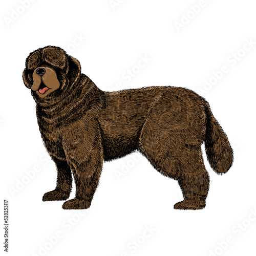Illustration of Newfoundland dog standing and watching something