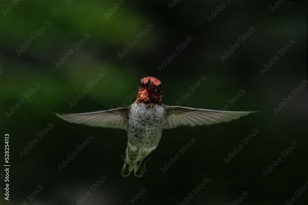 Fototapeta premium Anna's Hummingbird (Calypte Anna) on Dark Background With Gorget Head-on