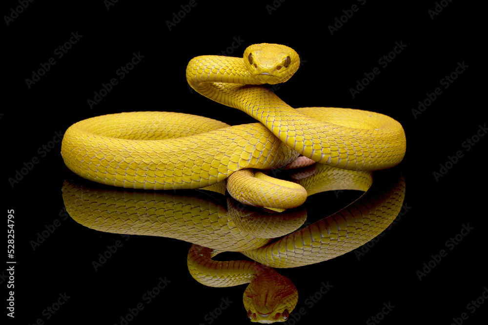 Obraz premium The Yellow White-lipped Pit Viper (Trimeresurus insularis) closeup on branch with black background, Yellow White-lipped Pit Viper closeup