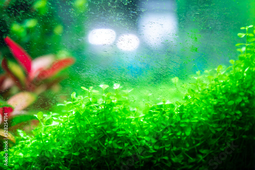 Algae in a dirty home aquarium, Micranthemum tweediei Monte Carlo covered with different types of algae