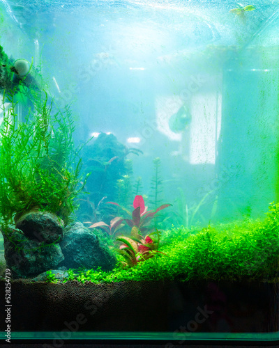 Quadro su tela Algae in a freshwater aquascape with CO2, a home dirty aquarium with cloudy wate