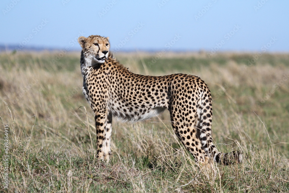 Female looking aroung for prey in Maasai Mara Female looking aroung for prey in Maasai Mara