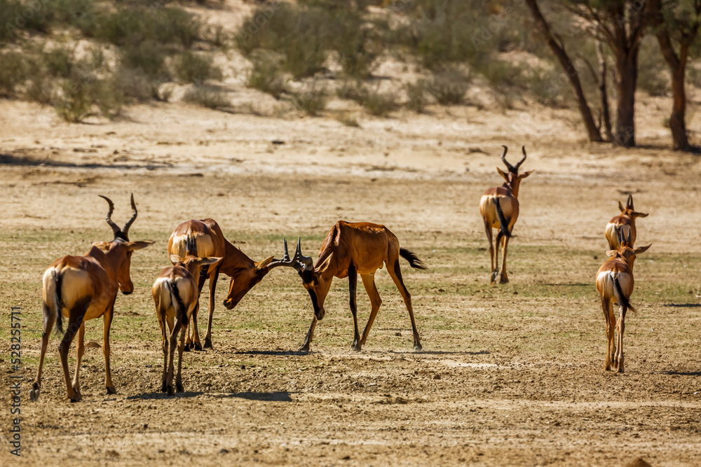 Small group of Hartebeest walking in dry land in Kgalagadi transfrontier park, South Africa; specie Alcelaphus buselaphus family of Bovidae Small group of Hartebeest walking in dry land in Kgalagadi transfrontier park, South Africa; specie Alcelaphus buselaphus family of Bovidae