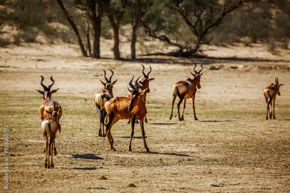 Small group of Hartebeest walking in dry land in Kgalagadi transfrontier park, South Africa; specie Alcelaphus buselaphus family of Bovidae Small group of Hartebeest walking in dry land in Kgalagadi transfrontier park, South Africa; specie Alcelaphus buselaphus family of Bovidae