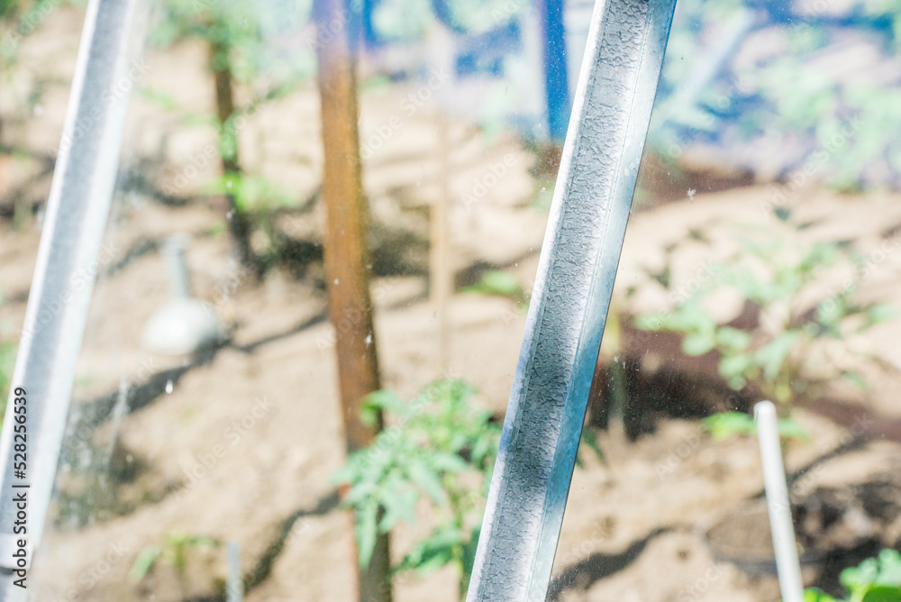 Fototapeta premium Little greenhouse in rural area. Small village glasshouse for food.