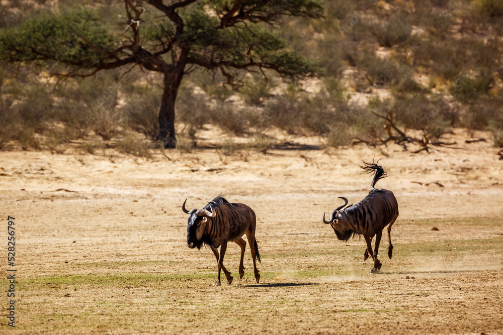 Obraz premium Two Blue wildebeest running out in dry land in Kgalagadi transfrontier park, South Africa ; Specie Connochaetes taurinus family of Bovidae