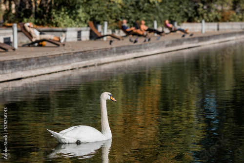 A white swan swims in the pond of the city park. Russia. Close-up of a bird in the water. In the distance you can see the beach with sun loungers. People are resting by the water.