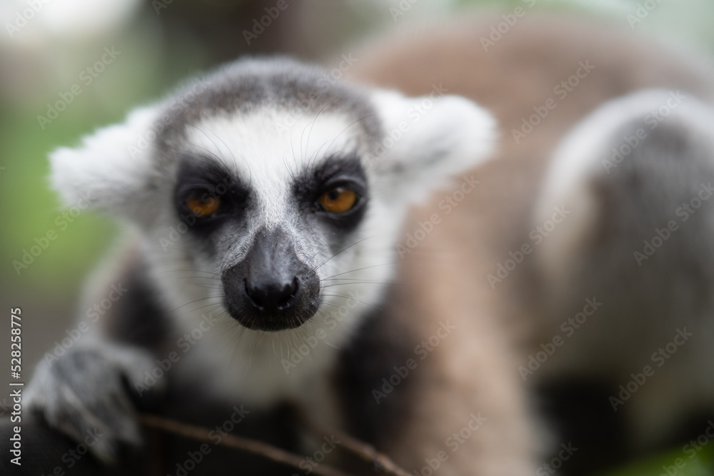 Obraz premium Lemur against a green background. Portrait of a ring-tailed lemur. Lemuriformes.