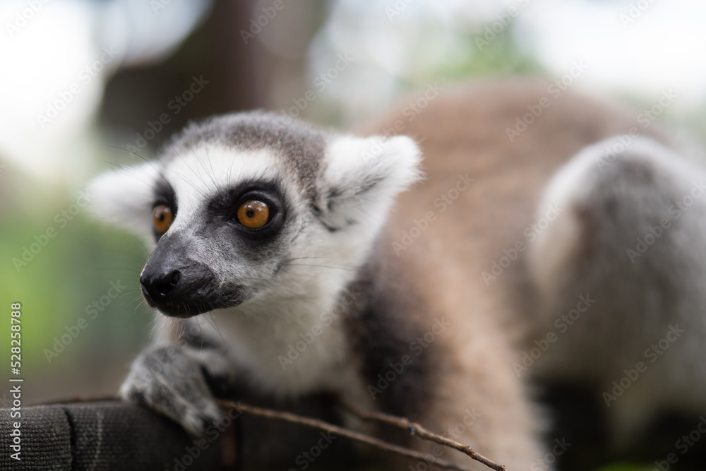 Obraz premium Lemur against a green background. Portrait of a ring-tailed lemur. Lemuriformes.