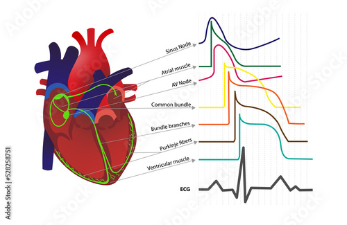 Cardiac conduction system showing different waves pattern from heart action potential. ECGEKG wave construction. photo