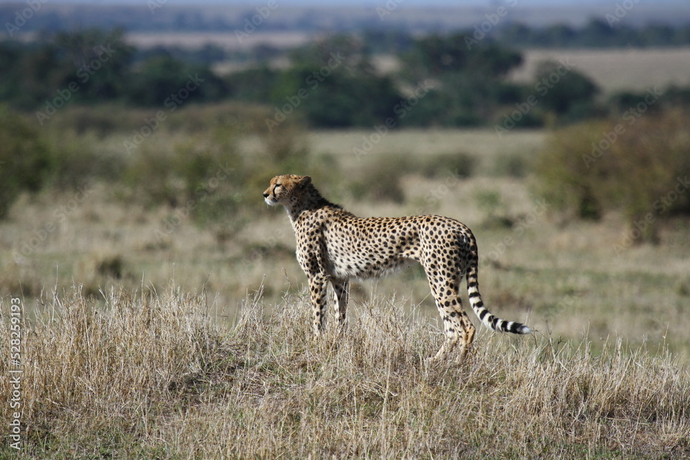 Female cheetah looking aroung for prey in Maasai Mara Female cheetah looking aroung for prey in Maasai Mara