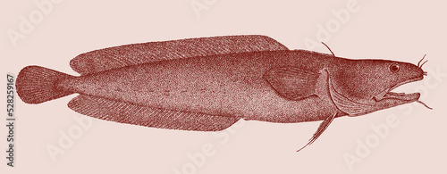 Northern rockling ciliata septentrionalis, marine fish in side view
