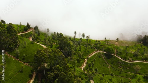 Top view of Tea estate landscape, Sri Lanka. Landscape with green fields of tea. Lipton's Seat. photo