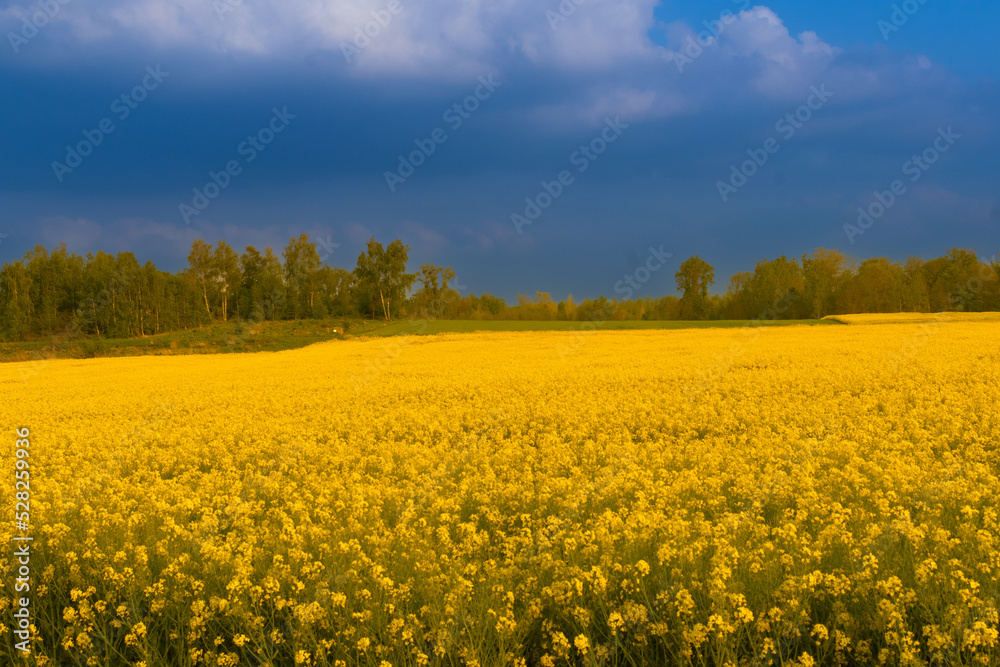 landscape in the colors of ukraine