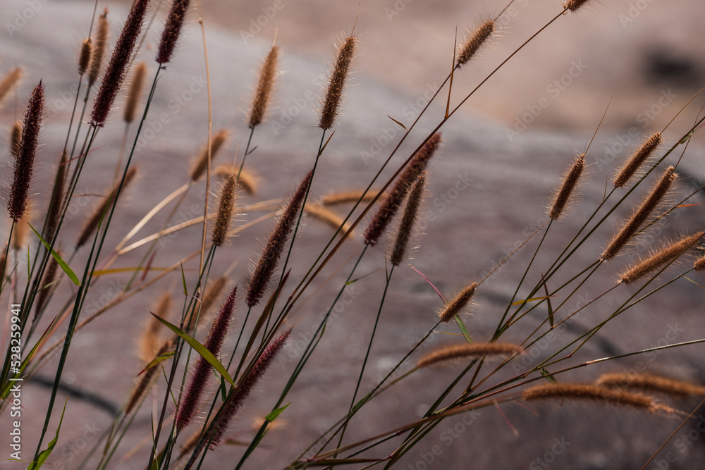 Abstract warm landscape of dry wildflower on blurred lake . Tranquil autumn.